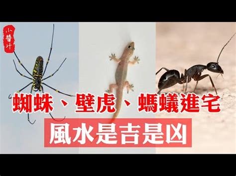 四腳蛇入屋風水|【四腳蛇風水】四腳蛇來訪，吉兆還是凶兆？探索四腳。